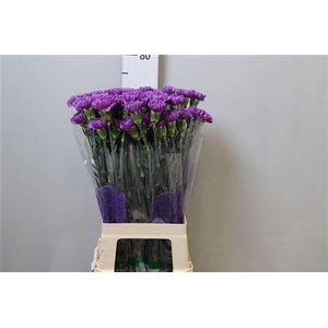Di St Moonlite Lila
