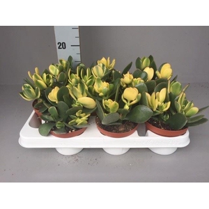 Crassula ovata