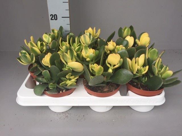 <h4>Crassula ovata</h4>