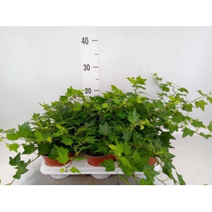 Hedera helix 'Brenda'