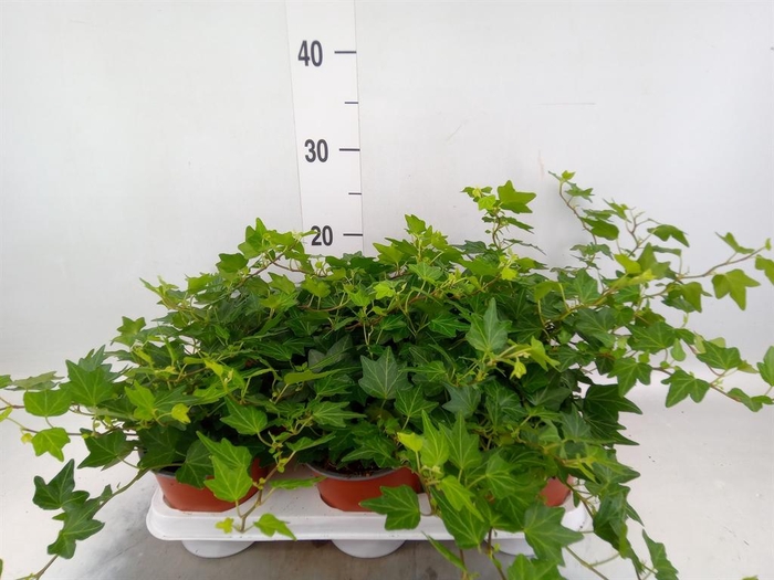 <h4>Hedera helix 'Brenda'</h4>