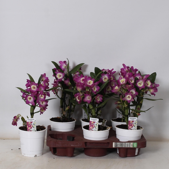 <h4>DEND NOBILE</h4>