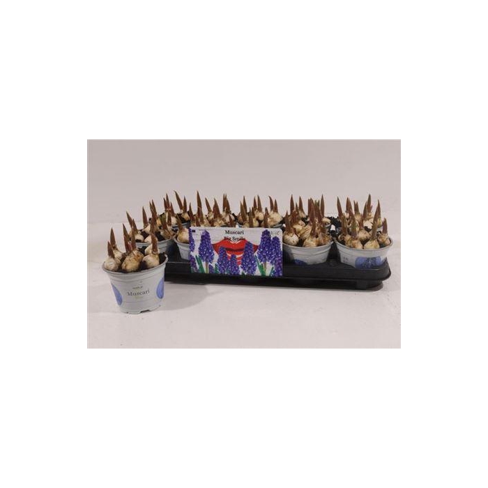 <h4>Muscar Big Smile</h4>