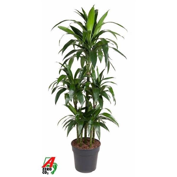 Dracaena Janet Craig 90-carrousel