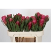 Protea Brenda