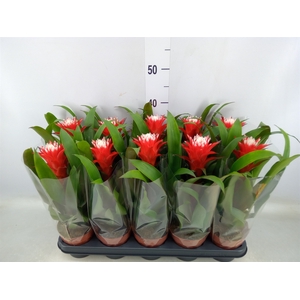 Guzmania  'Hope'