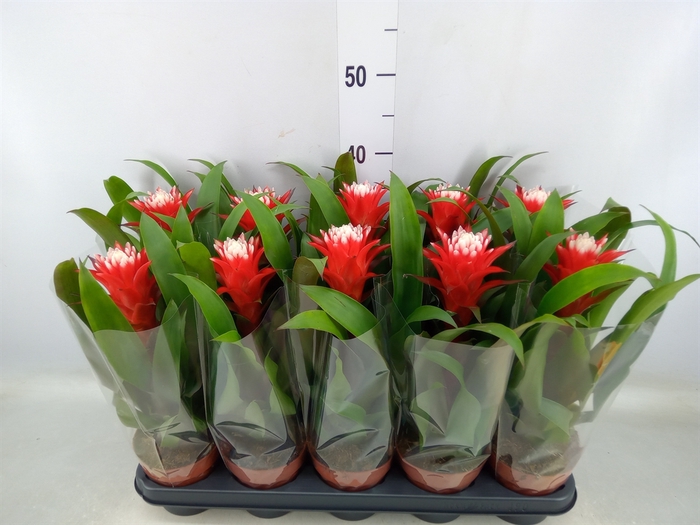 <h4>Guzmania  'Hope'</h4>