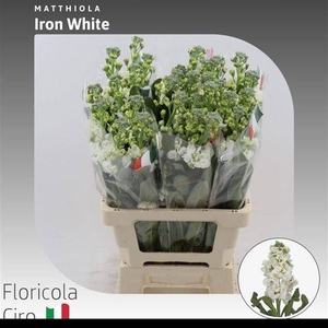 MATTH IRON WHITE