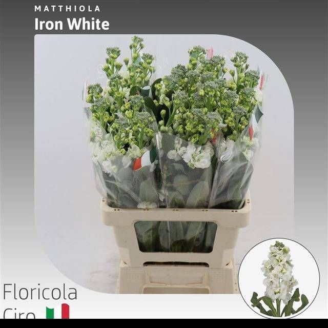 <h4>MATTH IRON WHITE</h4>
