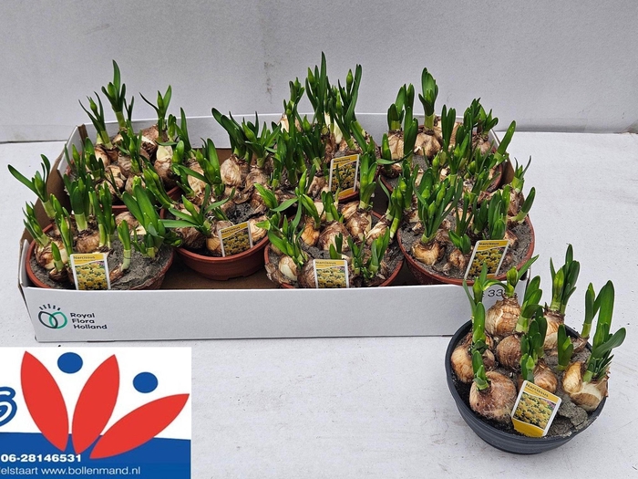 <h4>NARC D TETE BOUCLE</h4>