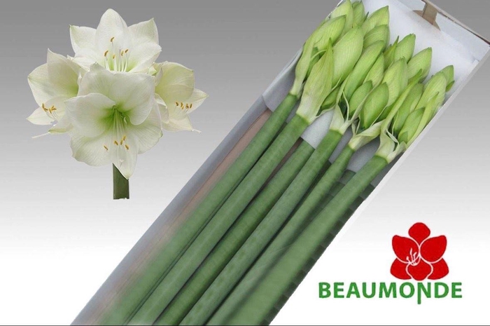 <h4>HIPP GA HIMALAYA</h4>