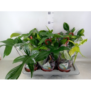 Philodendron   ...