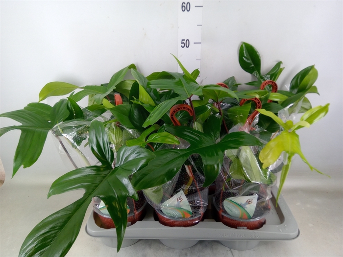 <h4>Philodendron   ...</h4>