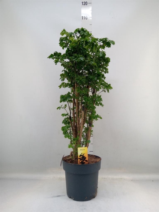 <h4>Polyscias  'Roble'</h4>