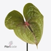 Anthurium pistache