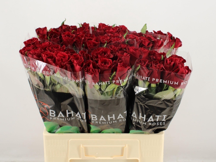 <h4>R GR EVER RED</h4>