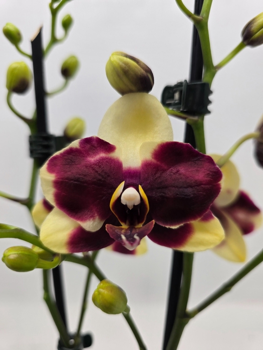 <h4>Limited 75 week 6</h4>