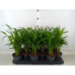 Dypsis lutescens   ...Chrysalidoca