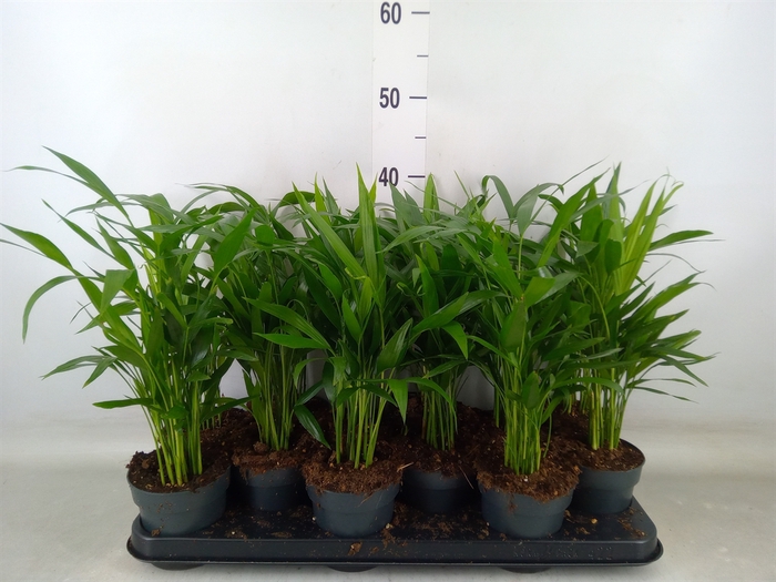 <h4>Dypsis lutescens   ...Chrysalidoca</h4>