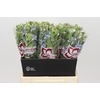 Oxypetalum Tweedia Blue