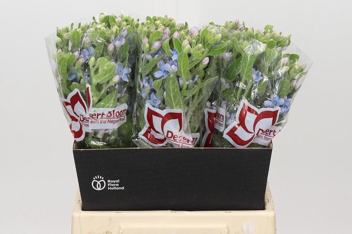 Oxypetalum Tweedia Blue