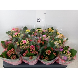 Kalanchoe blos.   ..rosebud mix  5