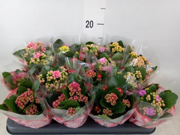 <h4>Kalanchoe blos. ..rosebud mix 5</h4>