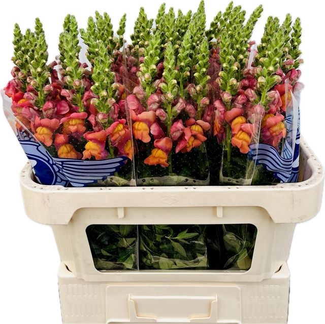 <h4>Antirrhinum maryland orange</h4>