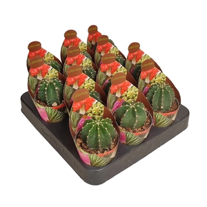 ECHINOCEREUS SUBINERMIS - POT Ø 6,5 - COLLECTION WITH POTCOVER (CACTUS)