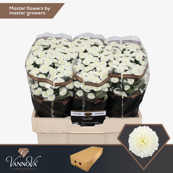 <h4>Chr S Pizarro</h4>