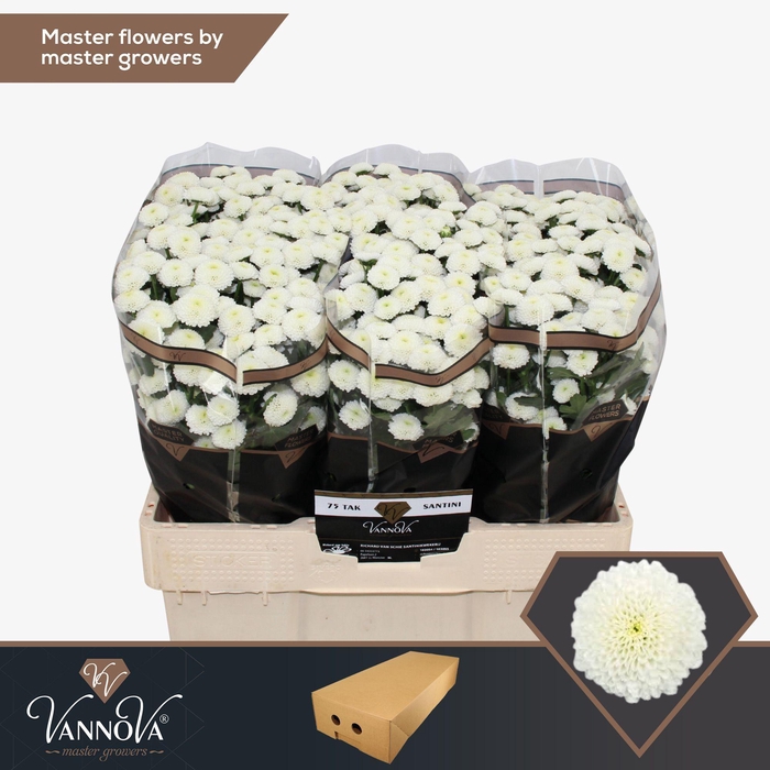 <h4>Chr S Pizarro</h4>