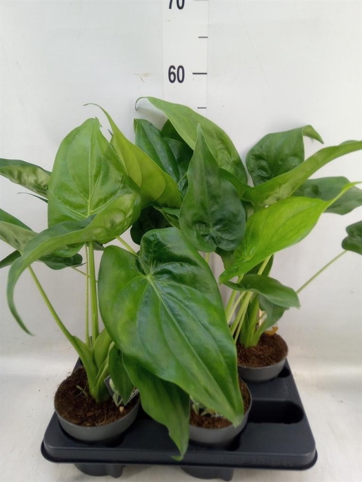 <h4>Alocasia cucullata</h4>