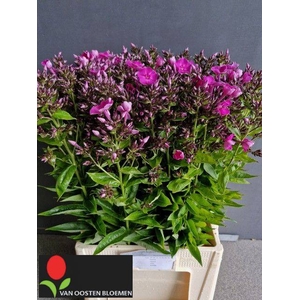 PHLOX P LAURA