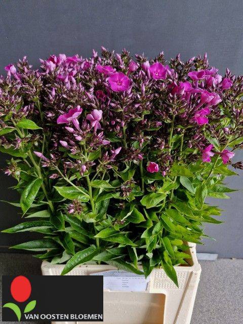 <h4>PHLOX P LAURA</h4>