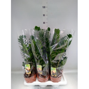 Zamioculcas zamiifolia