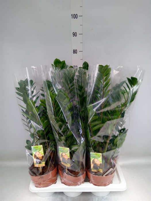 <h4>Zamioculcas zamiifolia</h4>