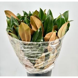 MAGNOLIA LEAVES