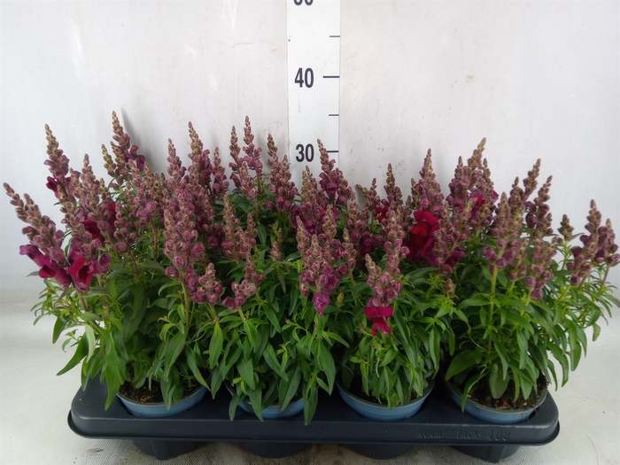 <h4>Antirrhinum majus   ...</h4>