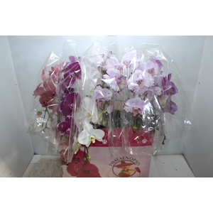 PHAL. CASC. ESP. 2 HT P15 2 HA MULT