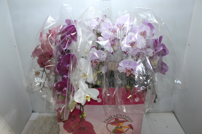 <h4>PHAL. CASC. ESP. 2 HT P15 2 HA MULT</h4>