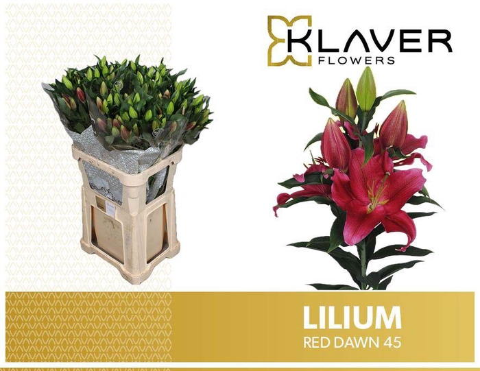 <h4>LI OR RED DAWN</h4>