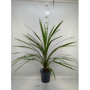 Cordyline indivisa 'Peko'