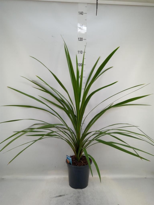 <h4>Cordyline indivisa 'Peko'</h4>