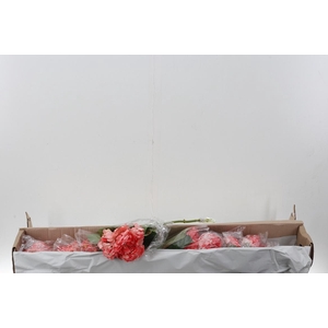 Hydr Light Red Tinted Sel Box