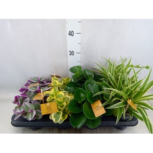 Planten  ..mix
