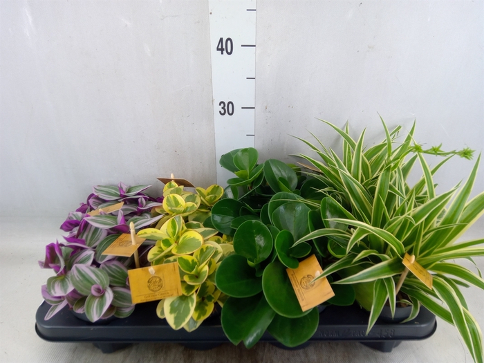 <h4>Planten  ..mix</h4>