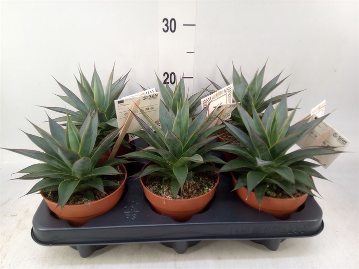 <h4>Agave  'Shaka Zulu'</h4>