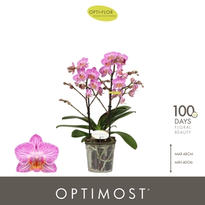 Optimost Honeybee 2 spike
