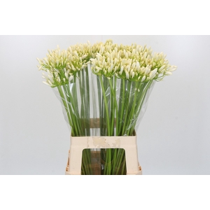 Agapanthus Gletsjer