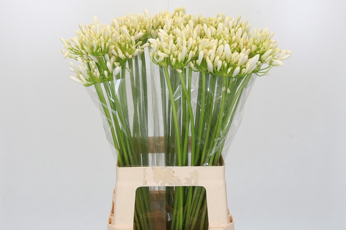 Agapanthus Gletsjer